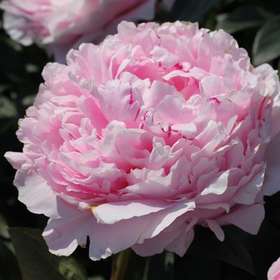 Paeonia lactiflora Sarah Bernhardt