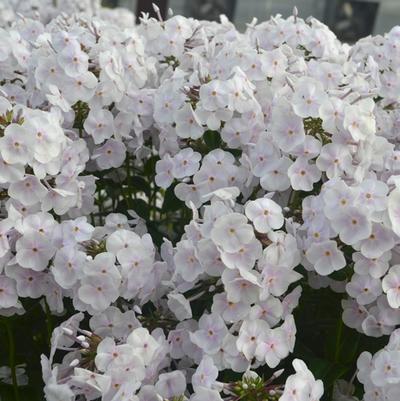 Phlox paniculata Fashionably Early Crystal