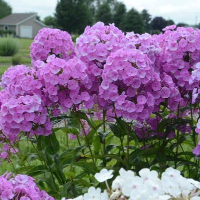 Phlox paniculata Fashionably Early Flamingo