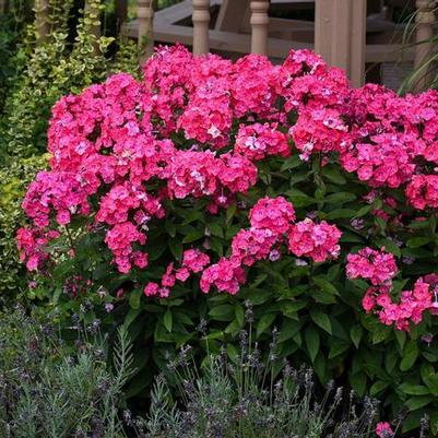 Phlox paniculata Garden Girls™ Glamour Girl