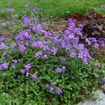 Phlox stolonifera Sherwood Purple