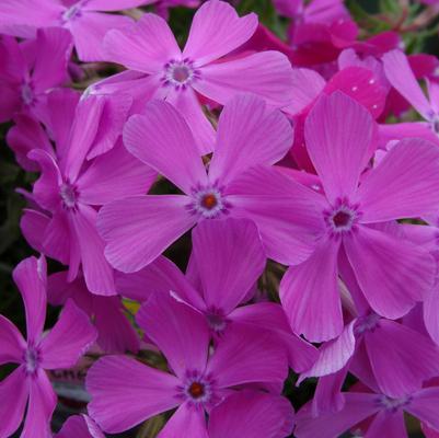 Phlox subulata Drummond's Pink