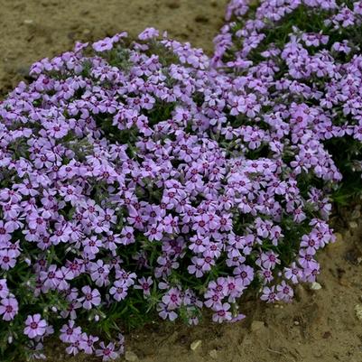 Phlox subulata Eye Candy