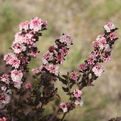 Physocarpus opulifolius Tiny Wine® 