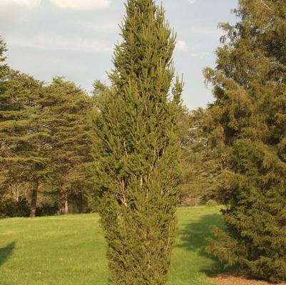 Picea abies Cupressina