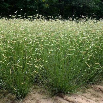 Bouteloua gracilis Blonde Ambition