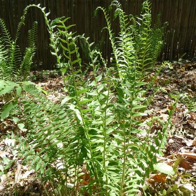 Polystichum acrostichoides 