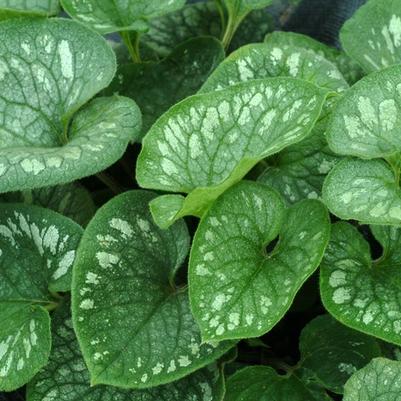 Brunnera macrophylla Emerald Mist