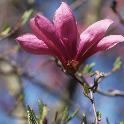 Magnolia Betty