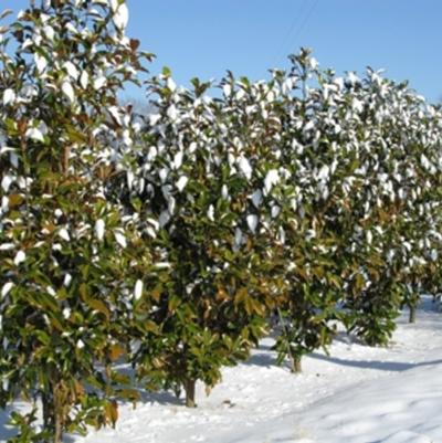 Magnolia grandiflora Bracken's Brown Beauty