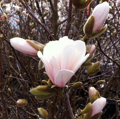 Magnolia x loebneri Merrill