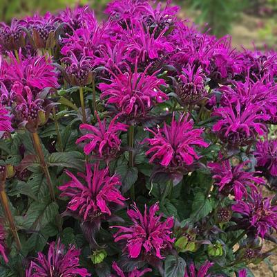 Monarda didyma Sugar Buzz® Rockin' Raspberry