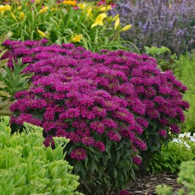 Monarda didyma Sugar Buzz® Grape Gumball