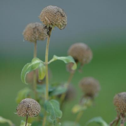 Monarda fistulosa 