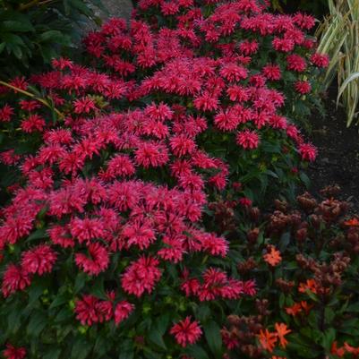 Monarda didyma Sugar Buzz® Cherry Pops