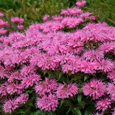 Monarda didyma Sugar Buzz® Bubblegum Blast