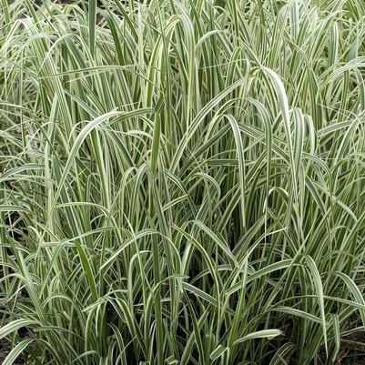 Miscanthus sinensis Variegatus