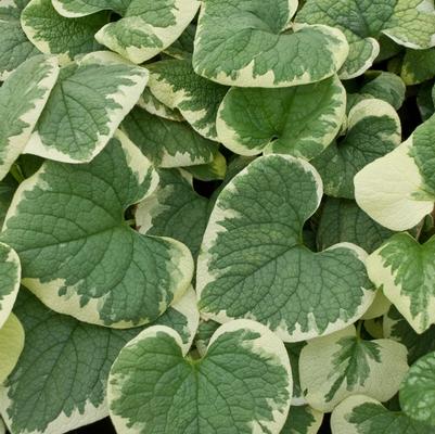 Brunnera macrophylla Variegata