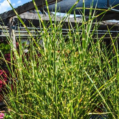 Miscanthus sinensis Strictus