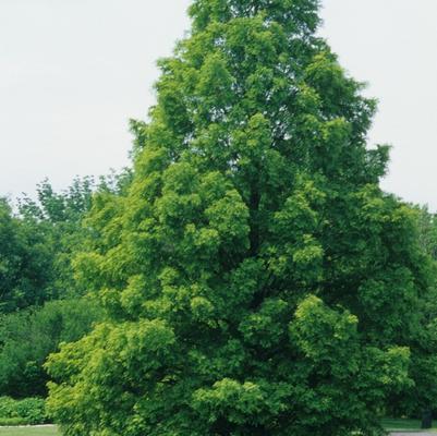 Metasequoia glyptostroboides 