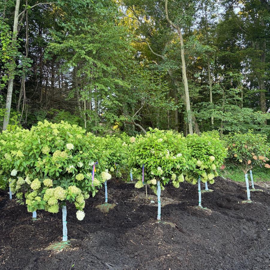 Hydrangea paniculata Limelight
