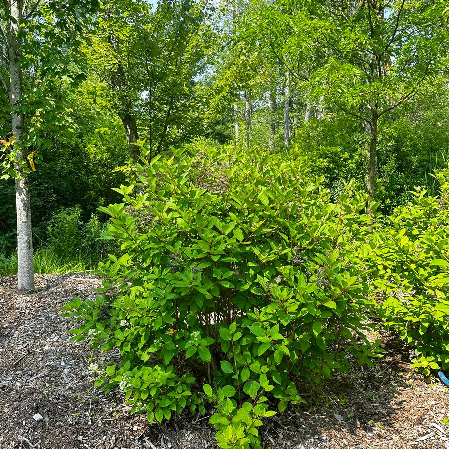 Hydrangea paniculata Quick Fire®