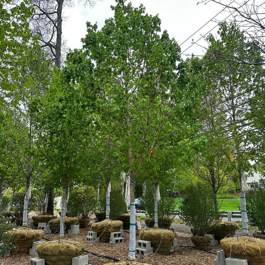 Acer saccharum Legacy