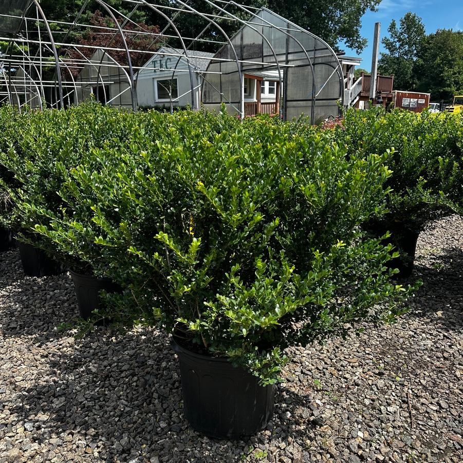 Ilex crenata Compacta