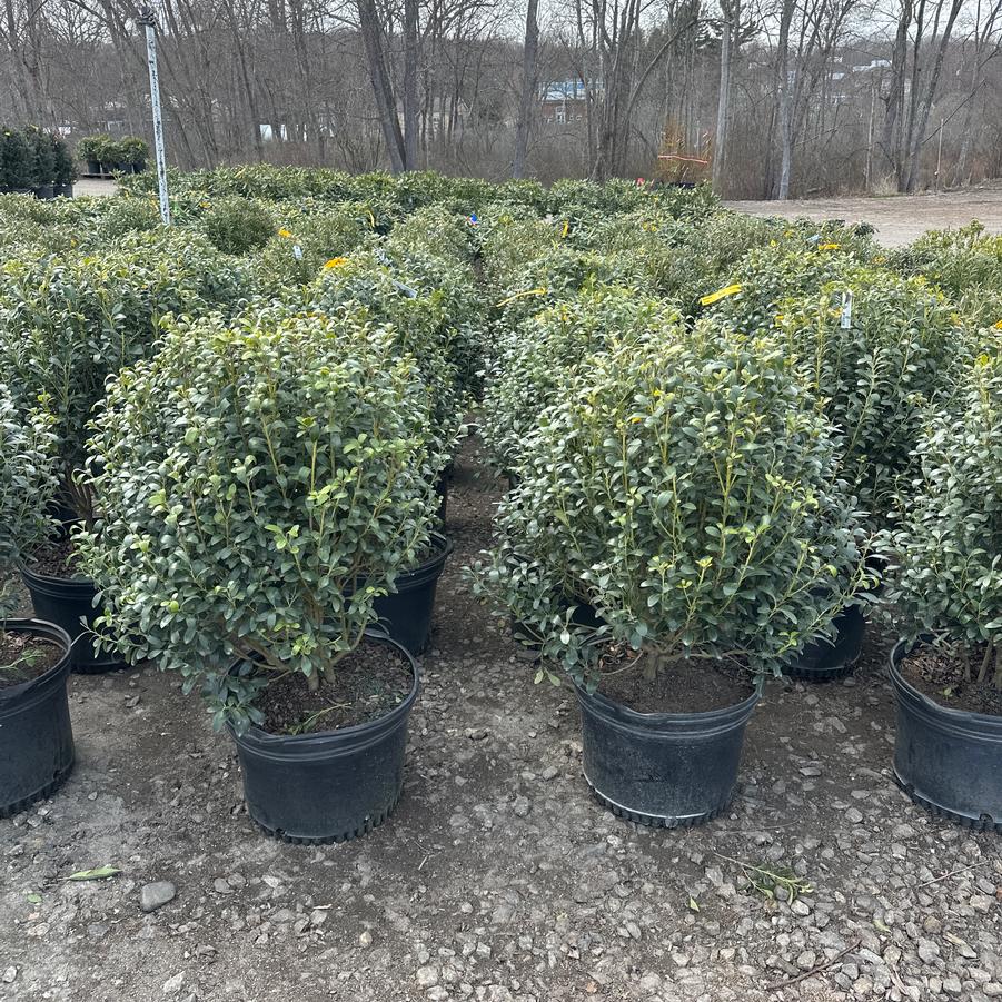 Ilex glabra Compacta