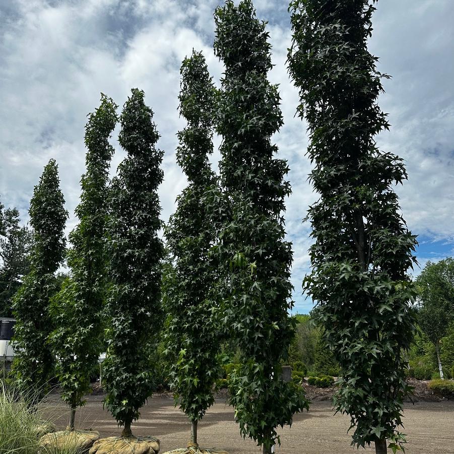 Liquidambar styraciflua Slender Silhouette