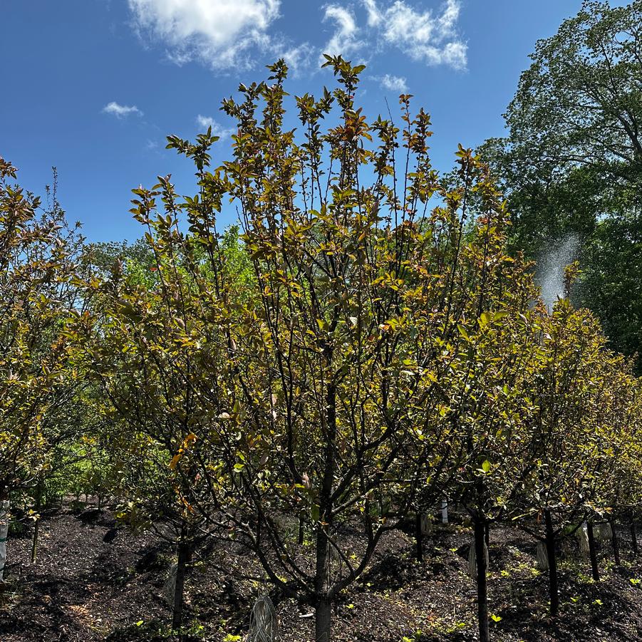 Malus Adams