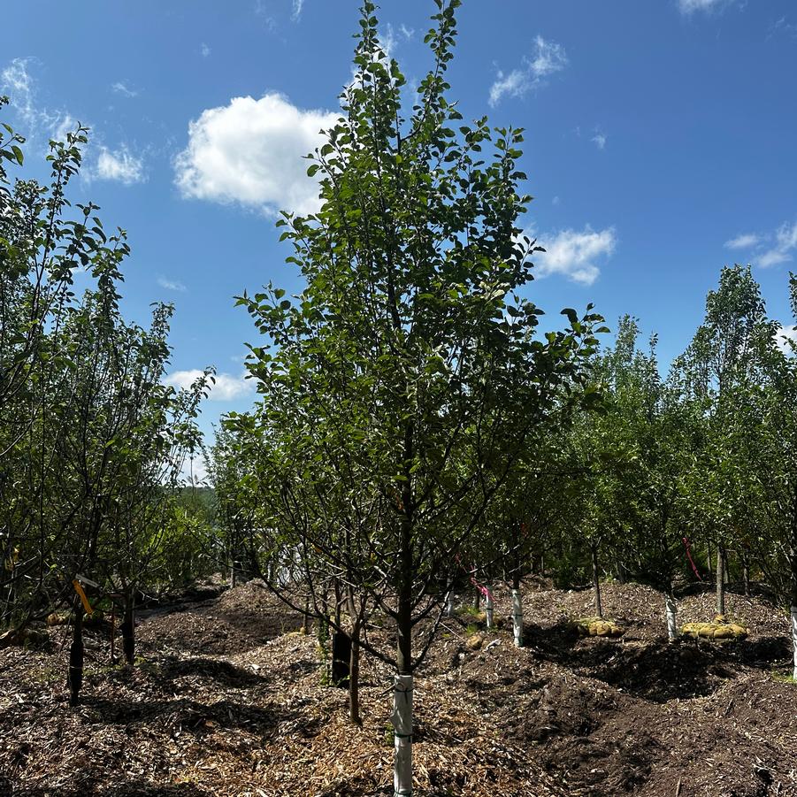 Malus domestica Honeycrisp