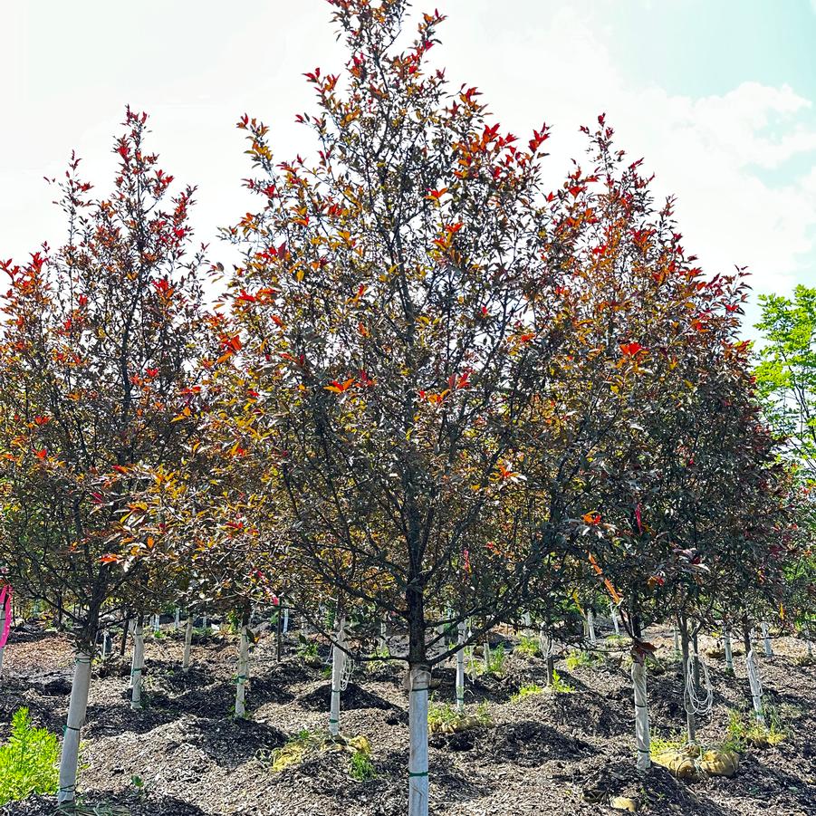 Malus Royal Raindrops®