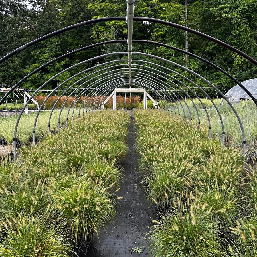 Pennisetum alopecuroides Hameln
