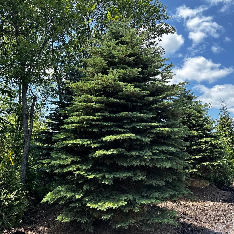 Picea pungens 