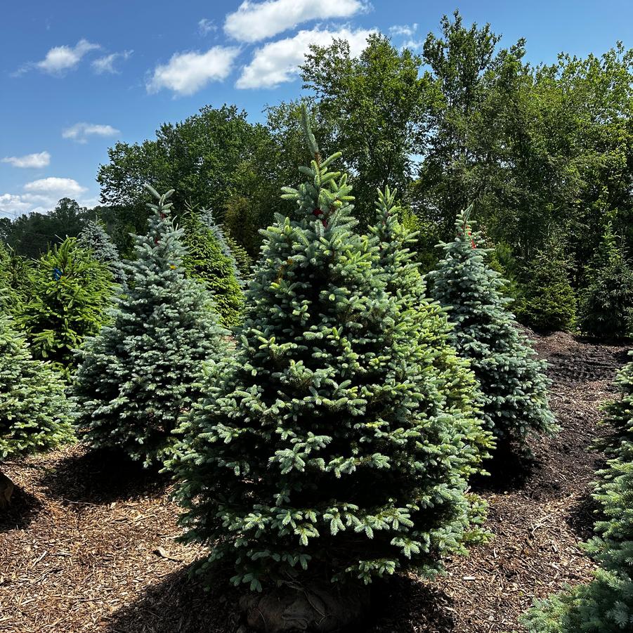 Picea pungens 