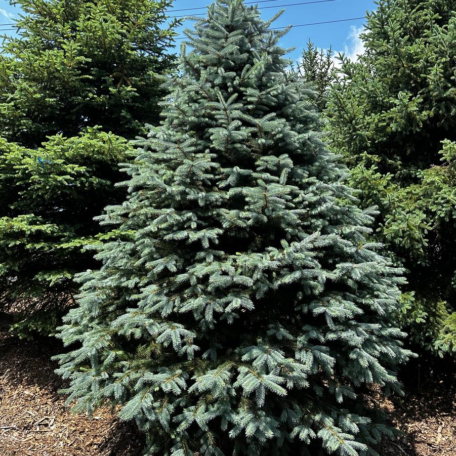 Picea pungens 