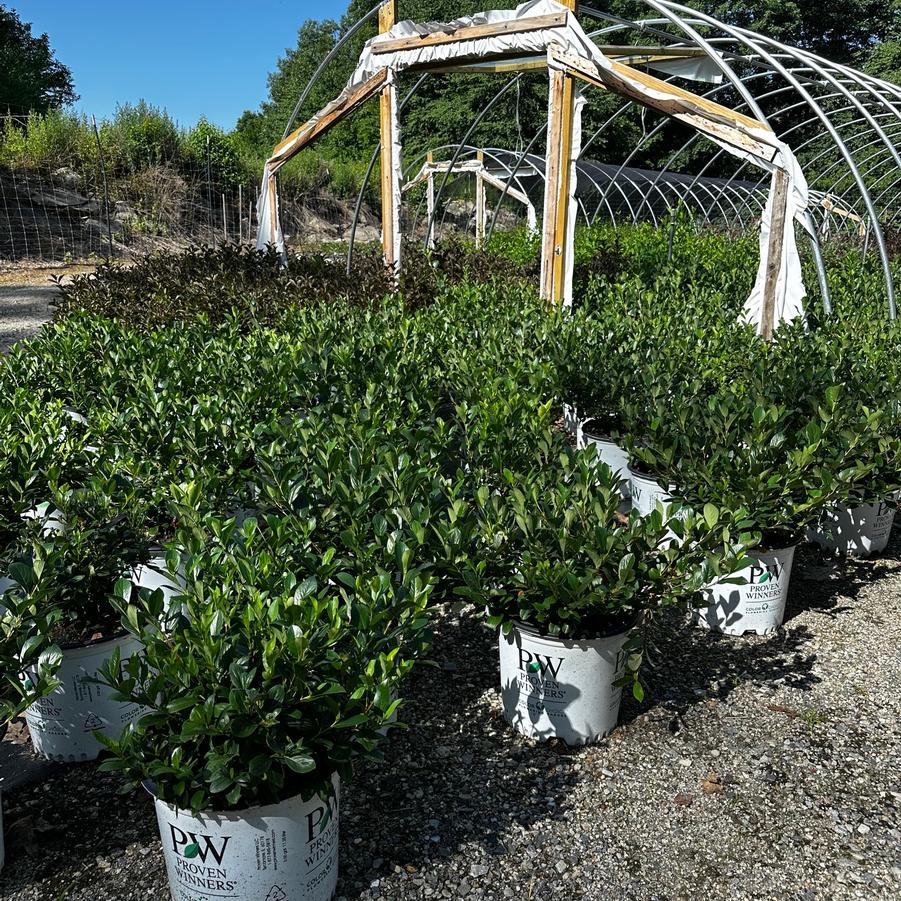 Aronia melanocarpa Low Scape Mound&reg;