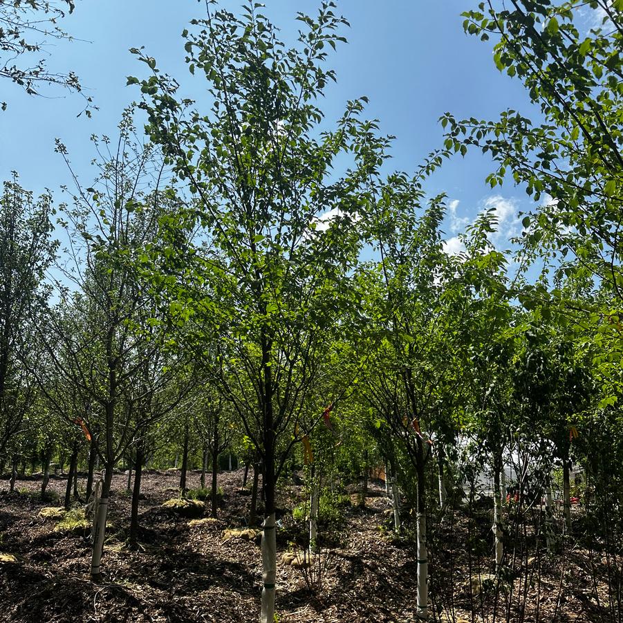 Prunus sargentii Spring Wonder™