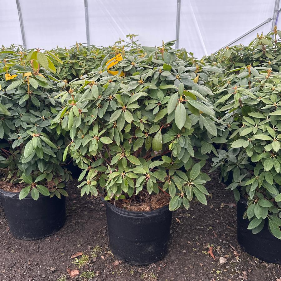 Rhododendron English Roseum