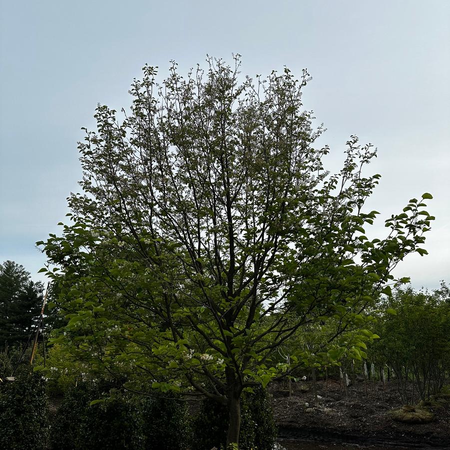 Styrax obassia 