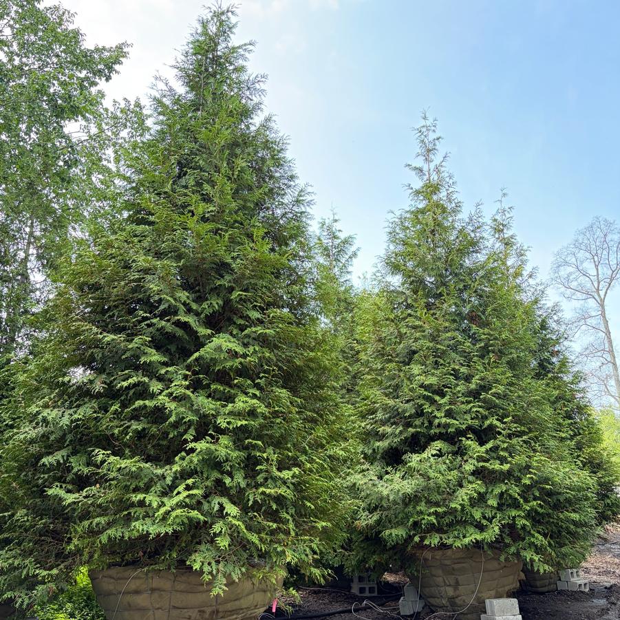Thuja plicata Green Giant