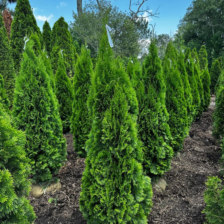 Thuja occidentalis Emerald Green