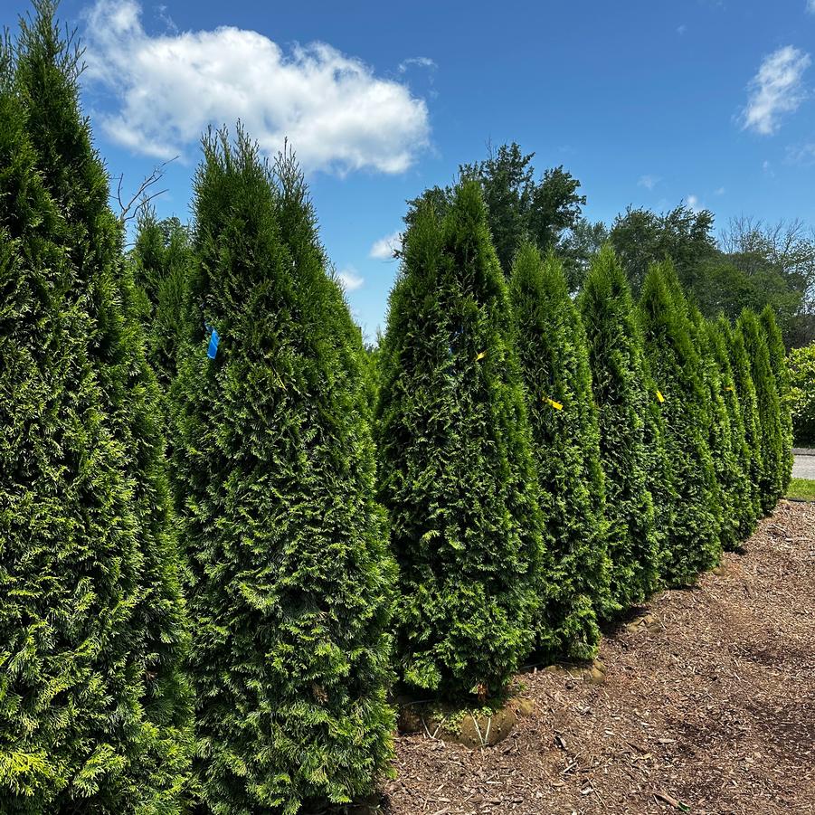 Thuja occidentalis Emerald Green