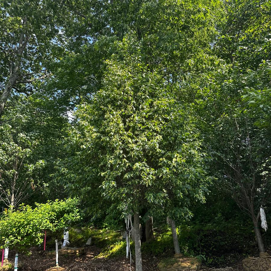 Tilia cordata Greenspire