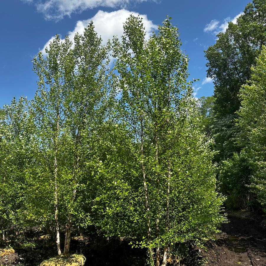 Betula nigra Heritage®