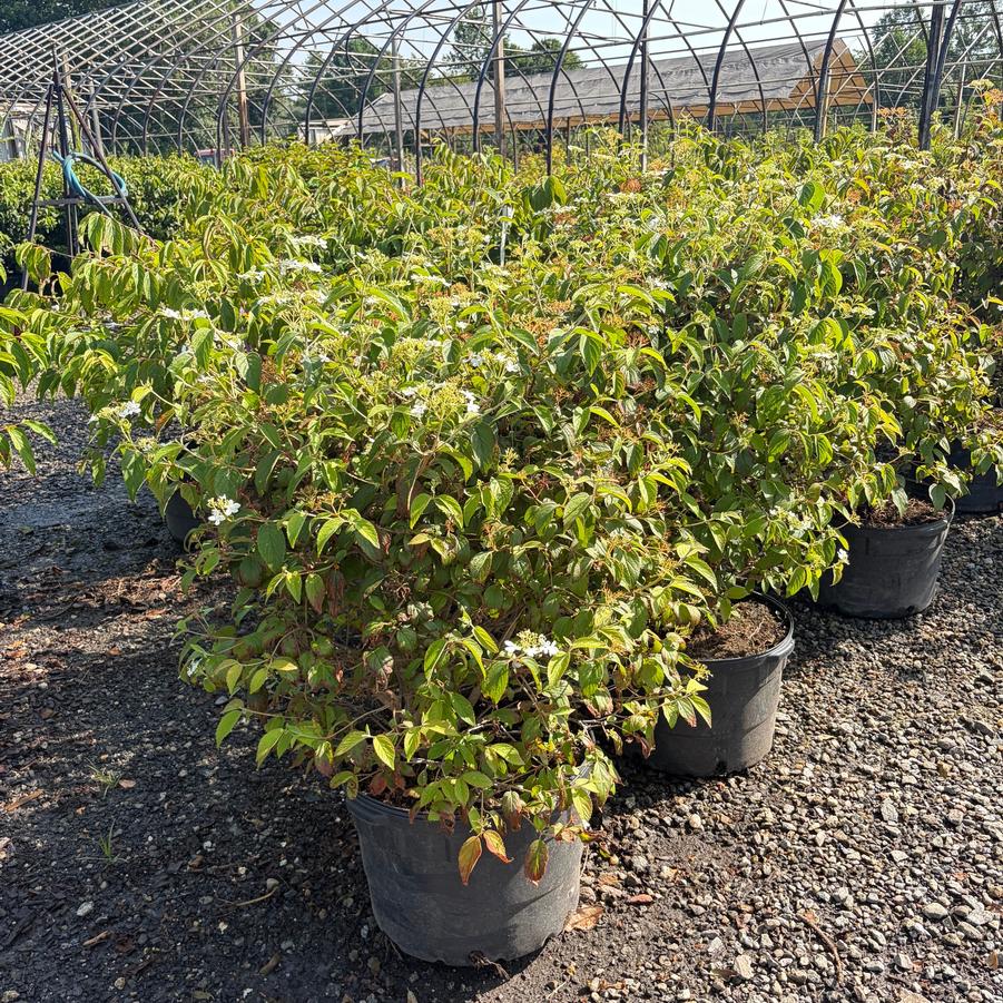 Viburnum plicatum f. tomentosum Summer Snowflake