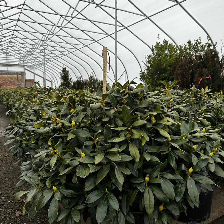 Rhododendron catawbiense Cunningham's White