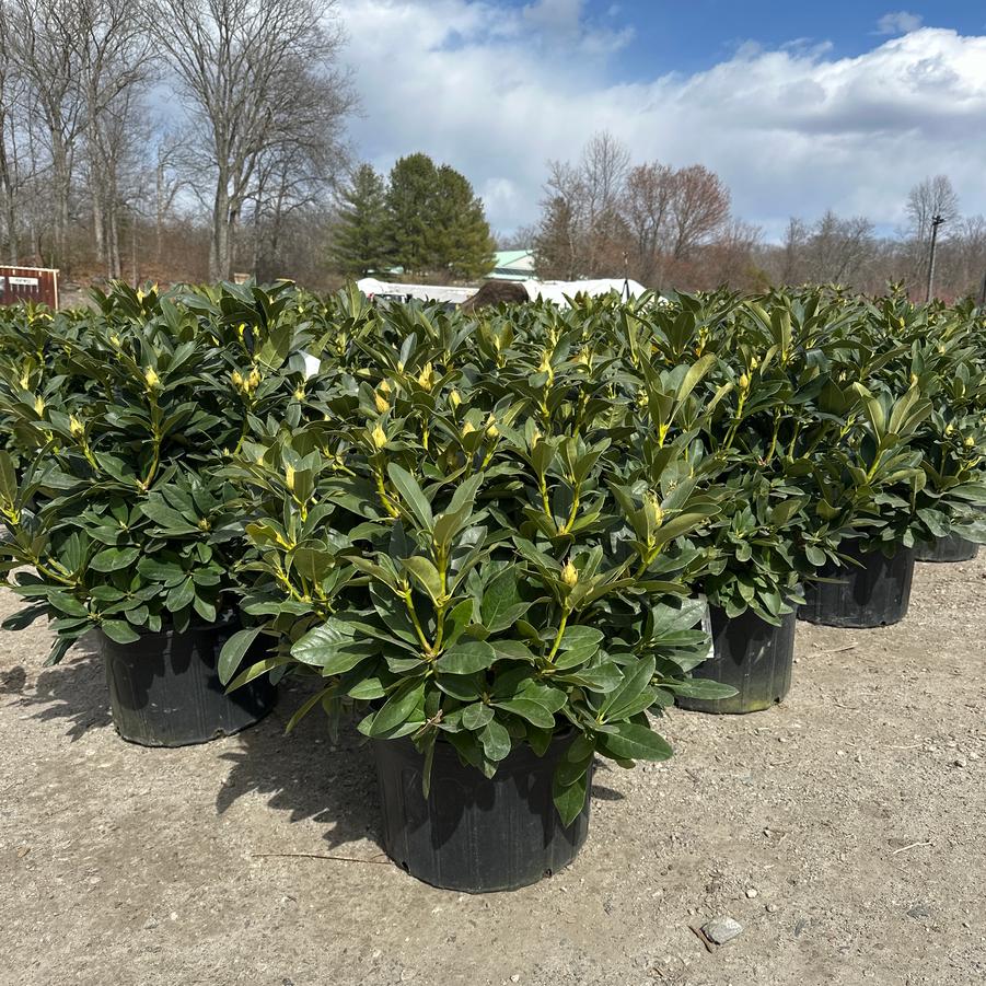 Rhododendron catawbiense Cunningham's White
