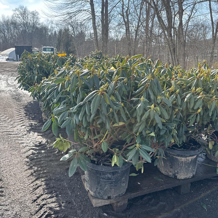 Rhododendron Roseum Elegans